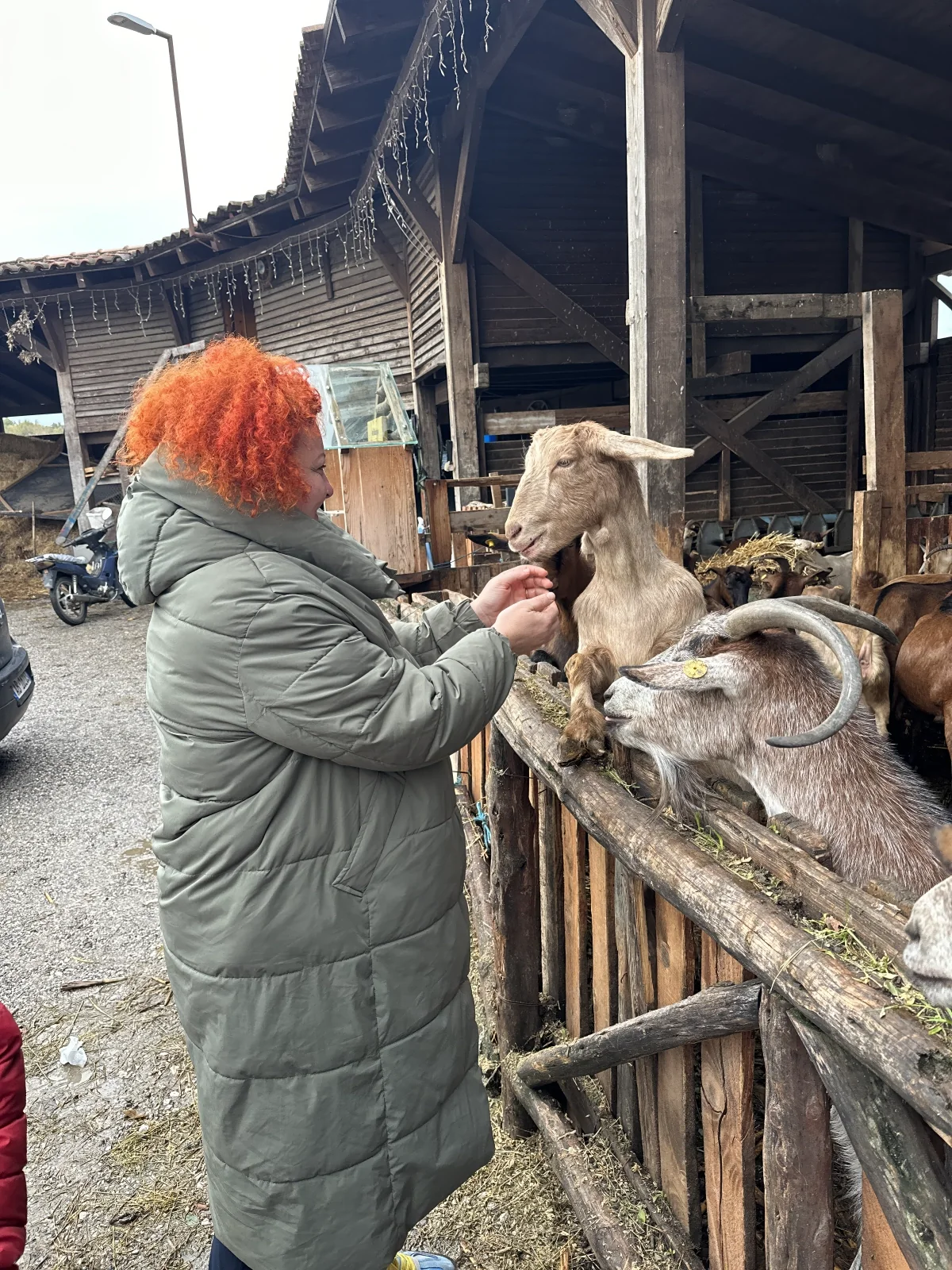 A traveller feeding goats over a wooden fence at a village farm