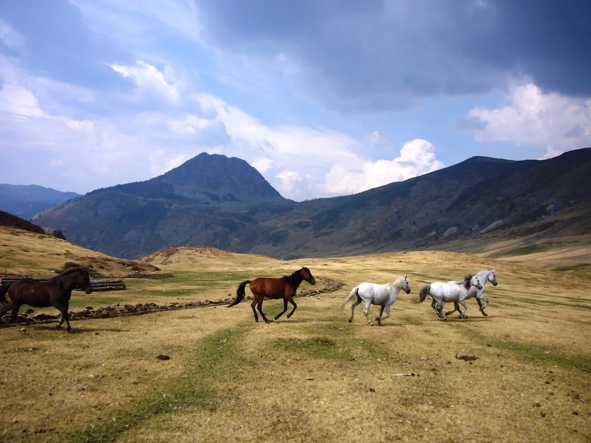 Horses running across high pasture below a mountain peak in Albania