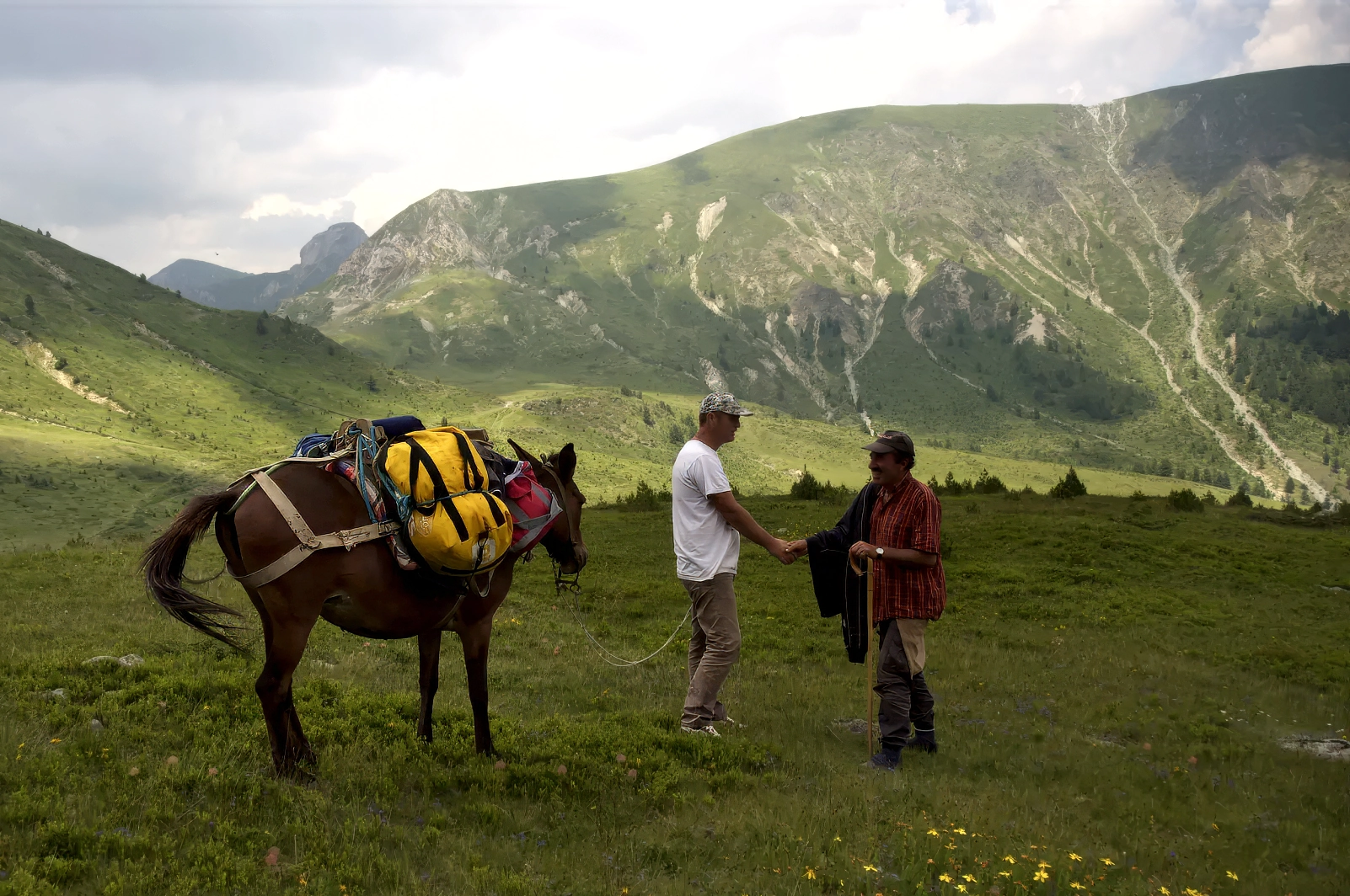 A horse loaded with trekking luggage on a mountain pasture