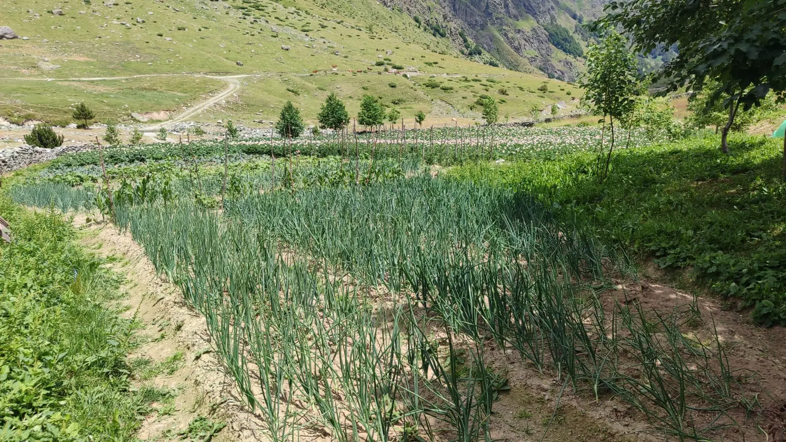The kitchen garden behind a mountain guesthouse. Community-led tourism means the household growing this is paid properly for the meal it becomes.