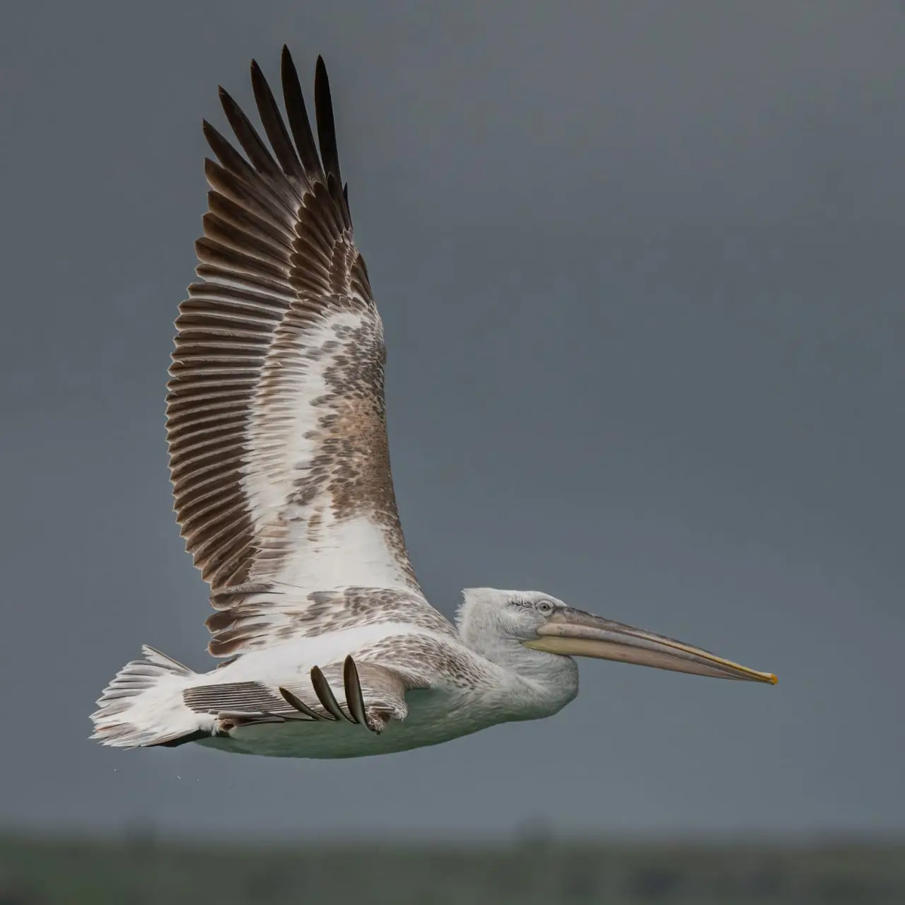 Dalmatian pelican over Lake Shkodra. Photographed at distance, from a boat that kept its line — which is the whole point.