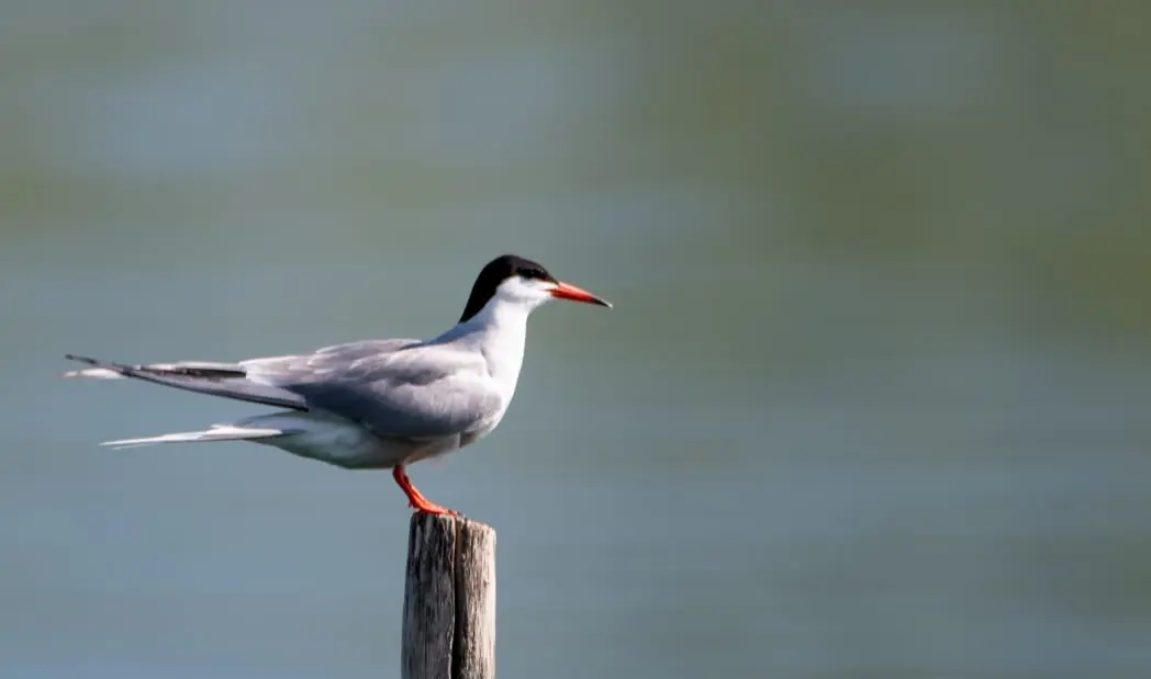 Common tern, Lake Shkodra. No bait, no call playback, no approach — just waiting.