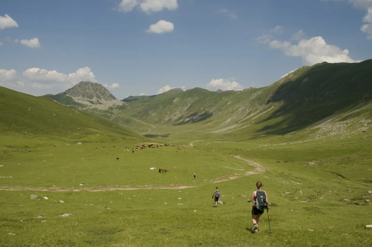 Walkers descending towards grazing herds on a green mountain pasture